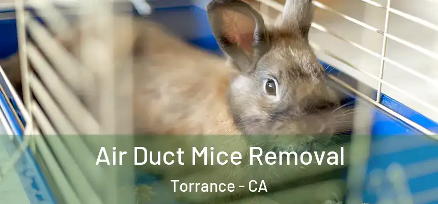 Air Duct Mice Removal Torrance - CA